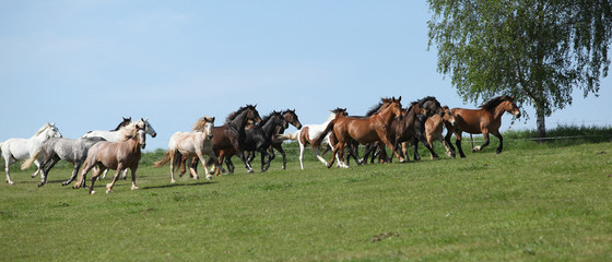 Very various barch of horses running on pasturage