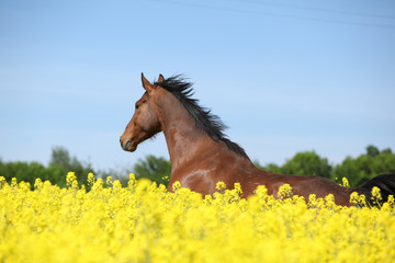 Beautifull brown horse running in yellow flowers
