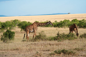 Duo de girafes au Kenya