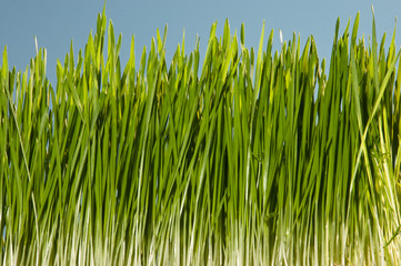 wheatgrass