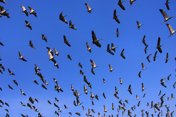 Flock of demoiselle crains flying in blue sky, Khichan village,