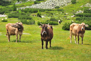 Fototapeta premium Three cows