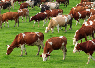 Cows on a green summer meadow