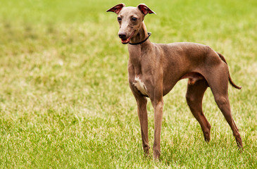 Azawakh - is a sighthound dog breed from Africa.