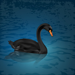Black Swan on the lake