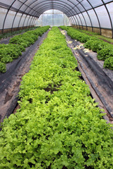 Perspective view of a greenhouse planted with salad