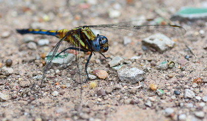 blue yellow dragonfly standing on ground ; selective focus at ey