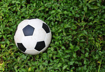 football green grass ball stadium football field game sport background