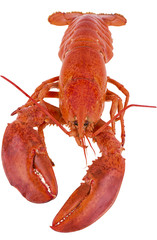 Cooked lobster