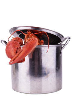 Lobster in pot