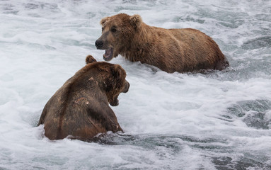 Two Brown Bears