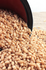 wheat in bowl & outside bowl isolated