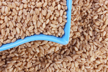 wheat in bowl & outside bowl isolated