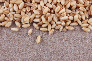 Grains of wheat close-up
