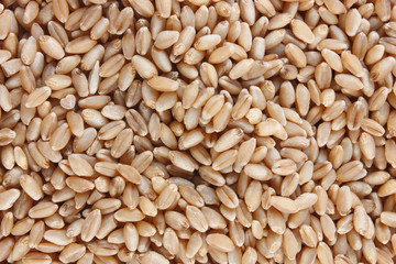 Grains of wheat close-up