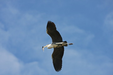 fliegender Graureiher mit Beute