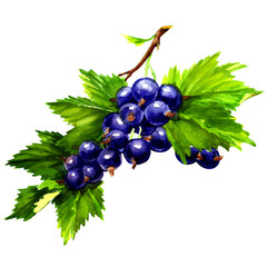 watercolor black currants isolated on white
