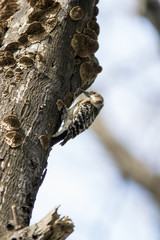 巣作り中のコゲラ