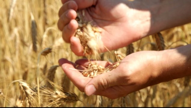 Man hands analyzing some wheat