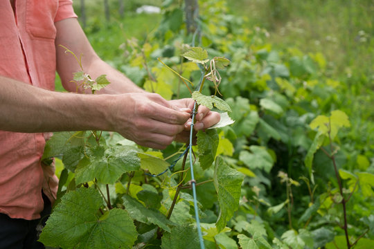 Tying vine branches