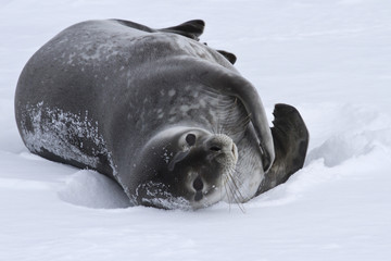 adult Weddell seal which lies in the snow Antarctic winter
