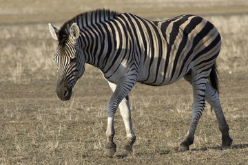 Fototapeta na wymiar Chapman's zebra that goes through the autumn steppe