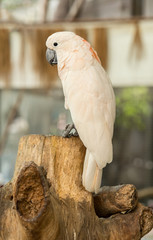 Cockatoo bird