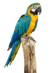Abwaschbare Fototapete Papagei Schöner Ara-Vogel isoliert auf weißem Hintergrund, Beschneidungspfad