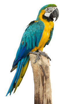 Fototapeta Beautyful macaw bird isolated on white background, clipping path