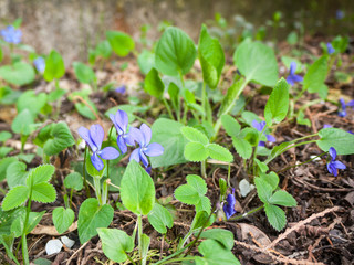 Wood violets