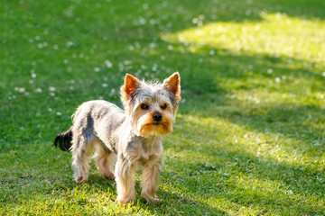 Cute small yorkshire terrier