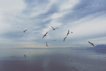 Fototapeta na wymiar the birds over lake geneva