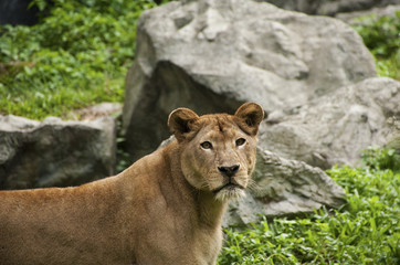 Lioness looking at camera