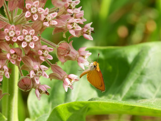 Skipper Butterfly on Flower