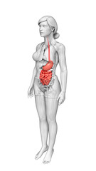 Small intestine anatomy of female