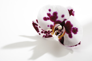 Orchideen blühen, close-up