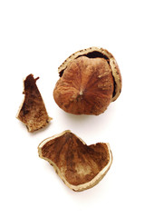 Haselnuss, haselnussschale