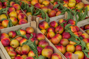 Farmers market nectarines in a wooden crates