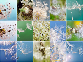 Collage: Dandelion clock :)