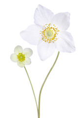 Two beautiful delicate flower in a vase isolated on white backgr