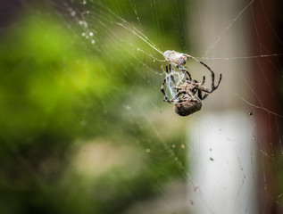 Cross spider eating his prey. Selective focus.