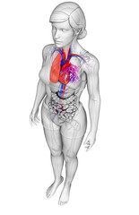 Female heart anatomy