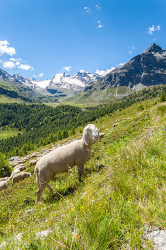 pecore in Val Viola - Bormio (IT)