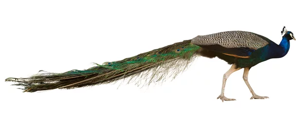 Crédence de cuisine en verre imprimé Paon Male Indian Peafowl