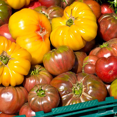 Bunte Tomaten