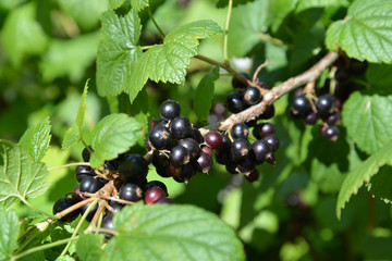 Ripe black currant (Ribes nigrum L. ) - 67657060