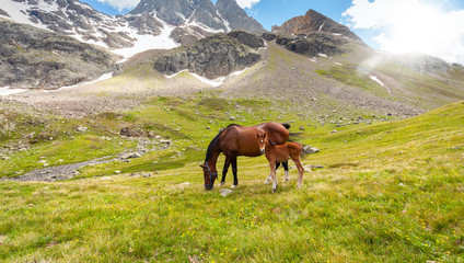 Obraz premium giumenta con puledro