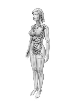 Digestive system of female anatomy