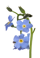 Fototapeta na wymiar small blue forget-me-not flowers isolated on white