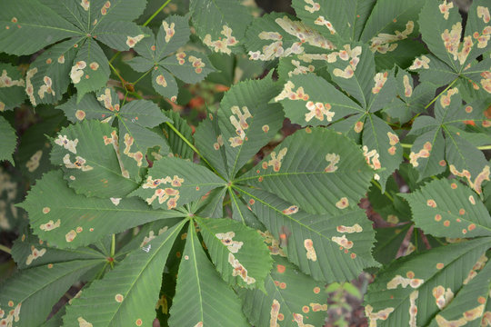 The leaves of a horse-chestnut infected with a chestnut mining m